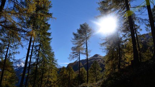 Lariceto pascolato di Ronco Loda – Predasca (Val di Campo)