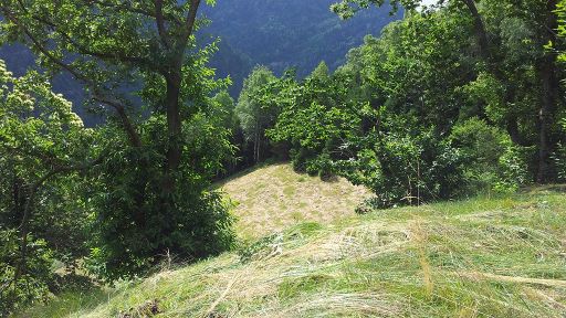 Cura delle selve castanili di Soazza