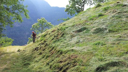 Cura delle selve castanili di Soazza